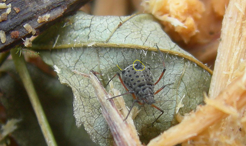 Aphididae: Tuberolachnus salignus (TN)